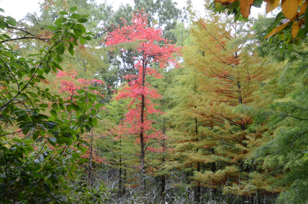 Tertiärwald im Herbst - Abenteuer-Familientag im Niederlausitzer Tertiärwald