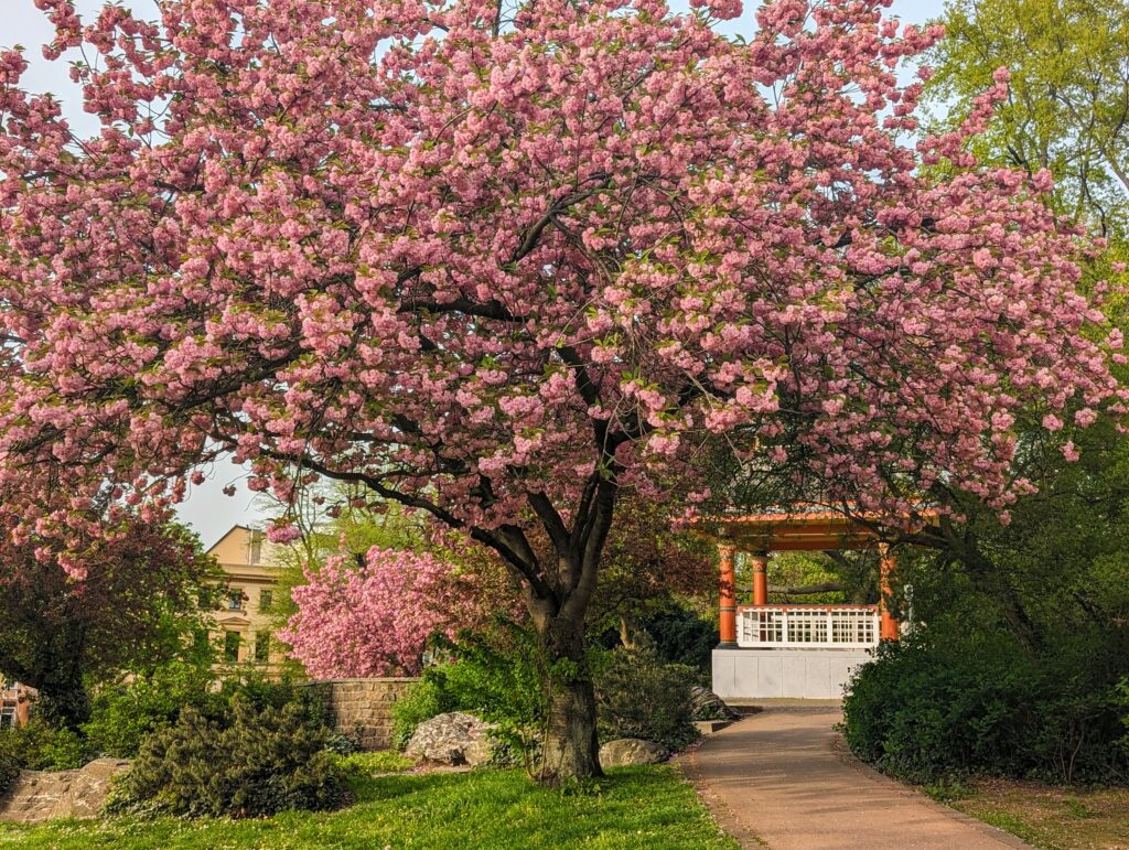 Zierkirschbaum am Japanischen Pavillon Teehäuschen