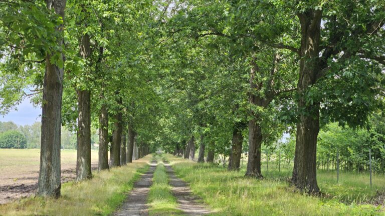 Roteichenallee – Dissener Weg, Feldweg südlich der Verbindungsstraße Döbbrick-Dissen