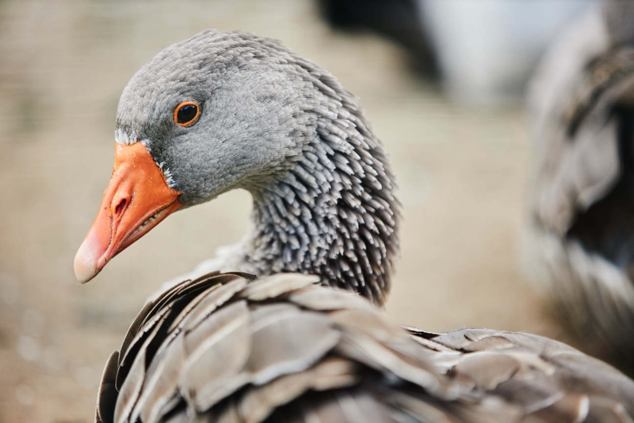 Symbolbild Graue Gans